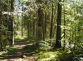 Path in Forrest